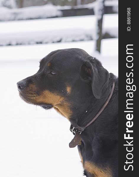Good looking rottweiler sitting in the snow. Good looking rottweiler sitting in the snow.