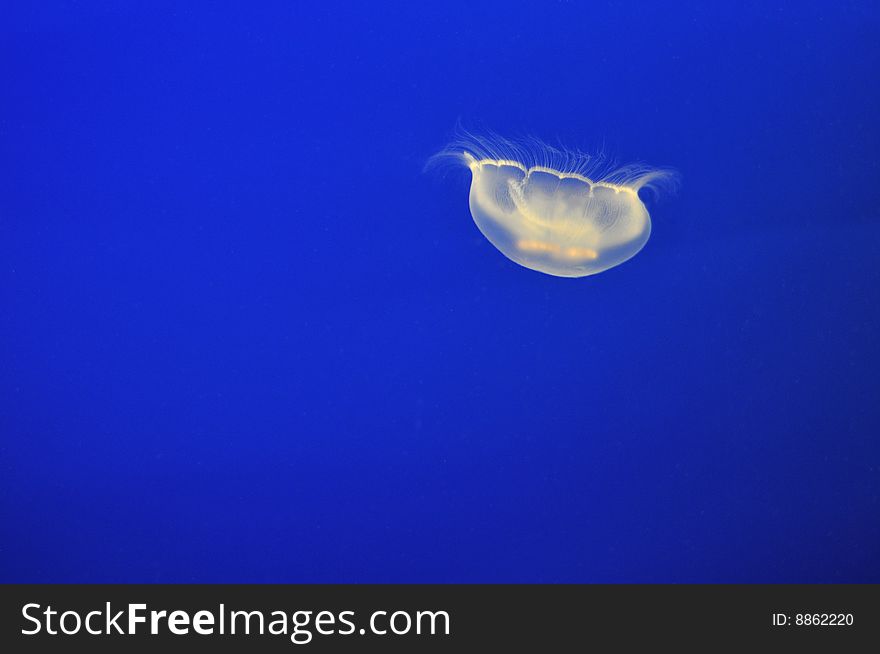 Single Moon jellyfish at the Vancouver aquarium