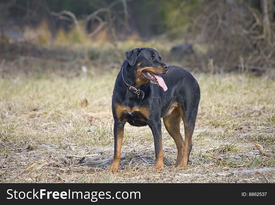 Good looking rottweiler standing in a grassy field. Good looking rottweiler standing in a grassy field.