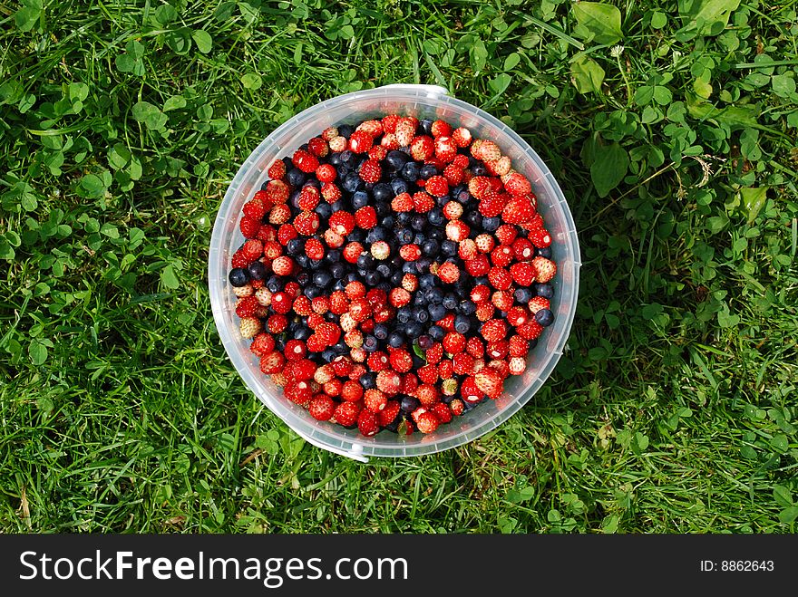 Wood berries - bilberry and wild strawberry in a bucket against a grass