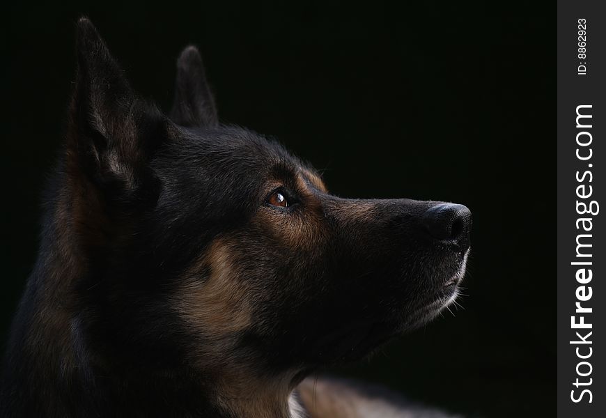 He looked at the sky while might be thinking about what the world really looks like from human's eyes. He looked at the sky while might be thinking about what the world really looks like from human's eyes.