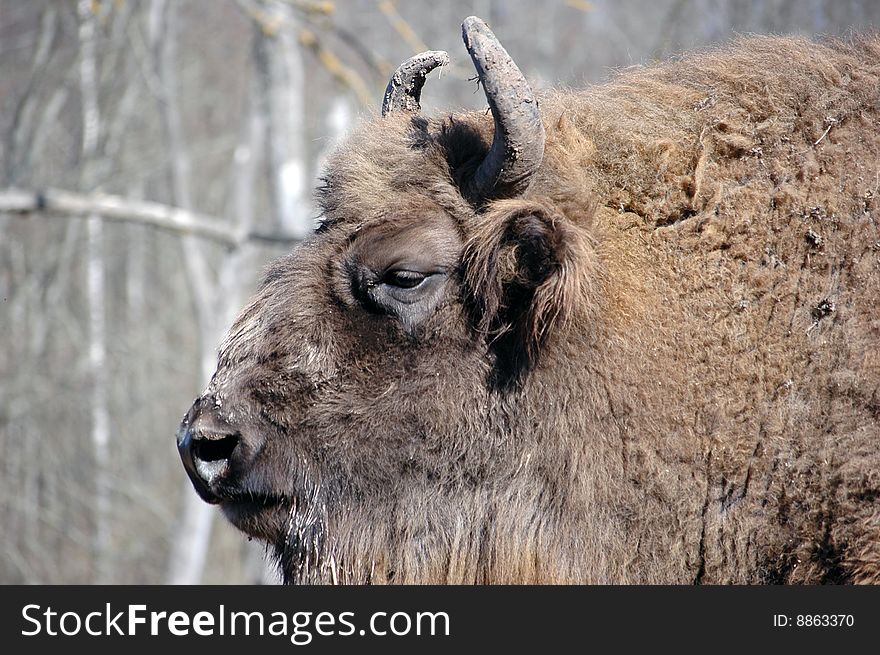 A bison portrait with horns