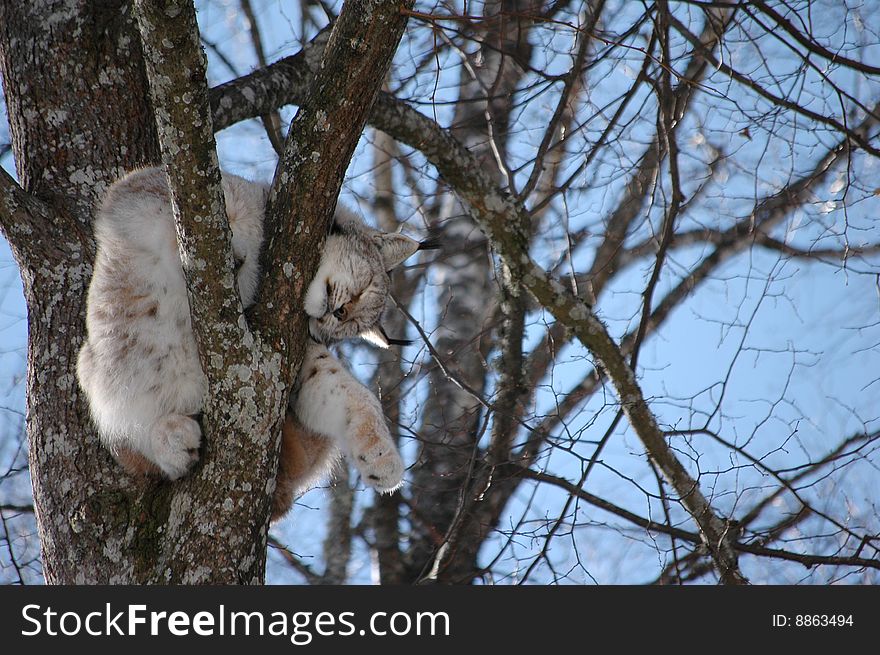 European Lynx sleeping on the tree