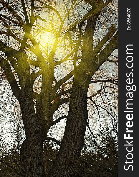 Sun light through the tree. Sun light through the tree