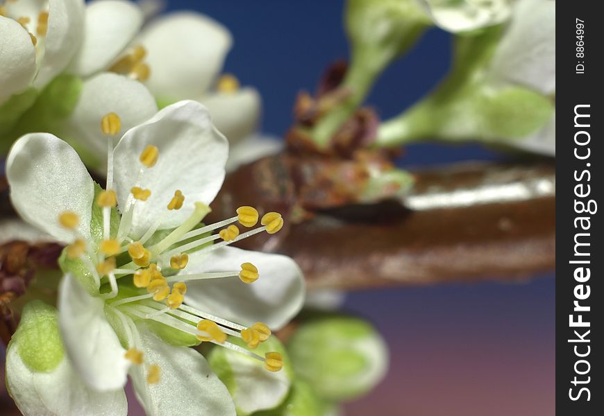 Plum blossom extreme closeup