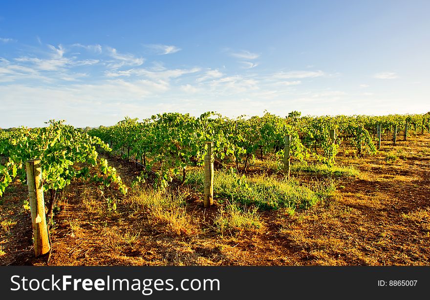 A vineyard in South Australia. A vineyard in South Australia