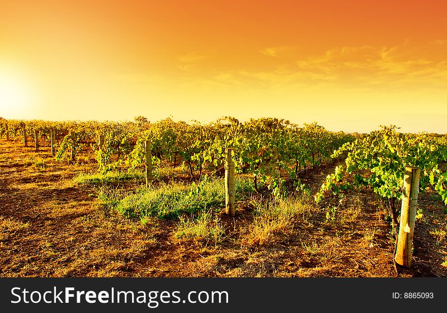 A vineyard in South Australia. A vineyard in South Australia