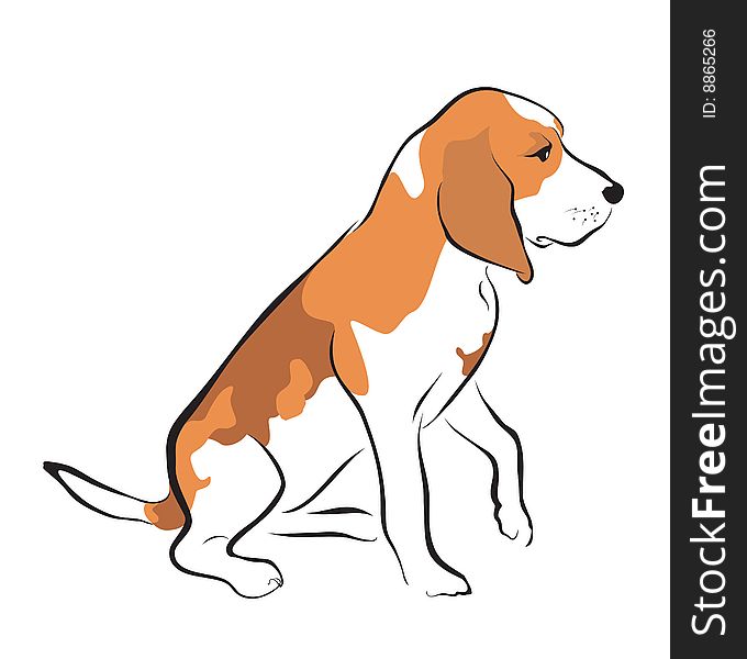 Beagle puppy on white background