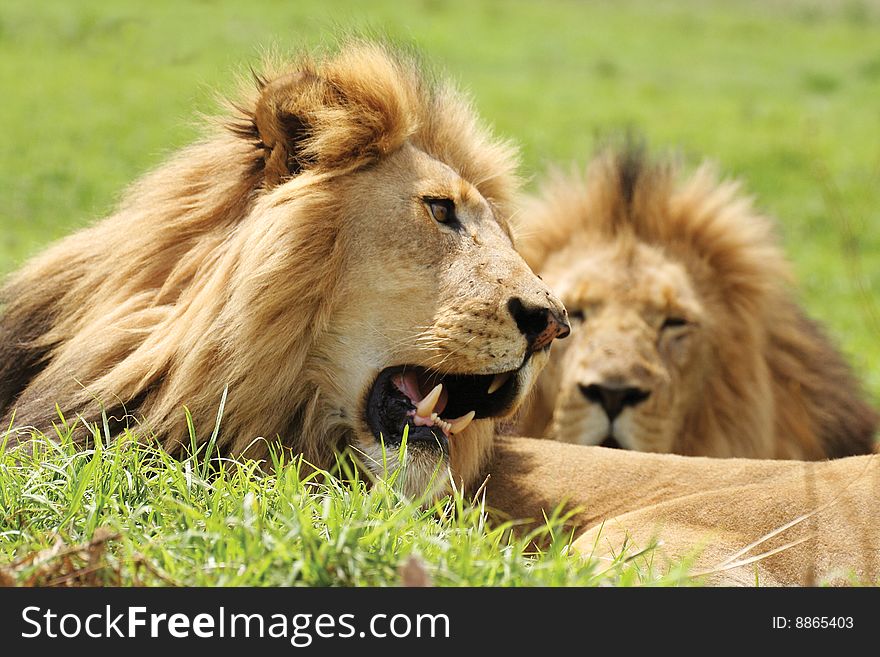 A pair of large adult male lions sitting in the grass. A pair of large adult male lions sitting in the grass