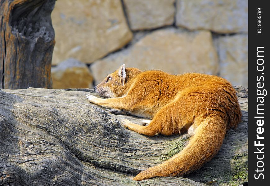 Red color fox resting on a large section of natural timber. Red color fox resting on a large section of natural timber.