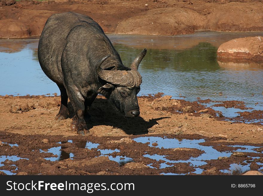 Buffalo drinking at muddy waterhole