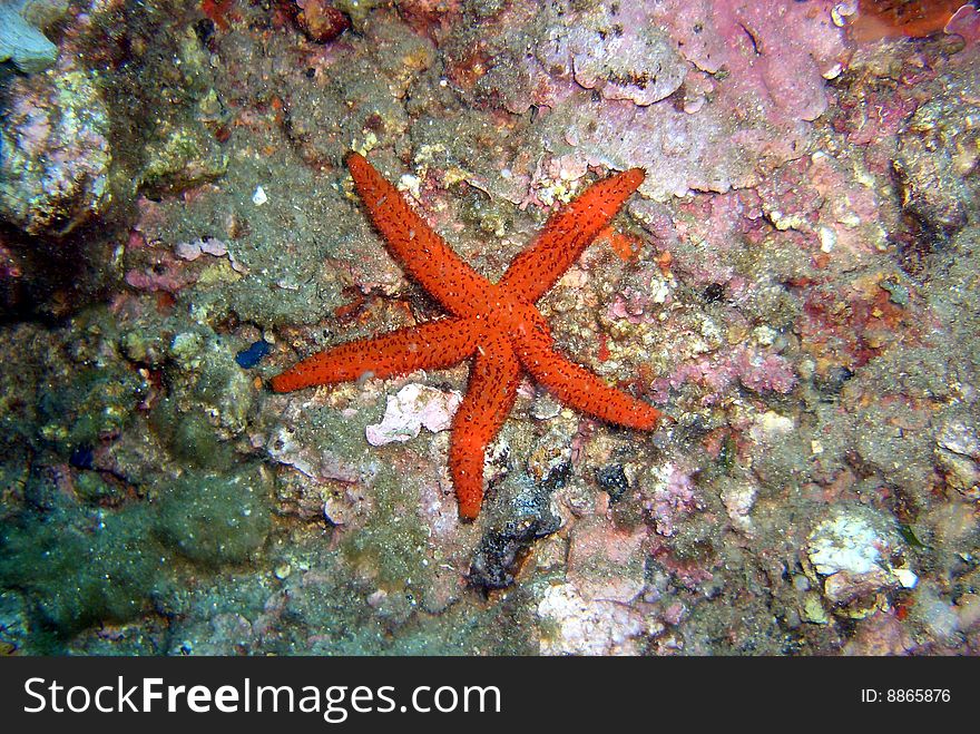 Seastar, picture shot under water. Seastar, picture shot under water