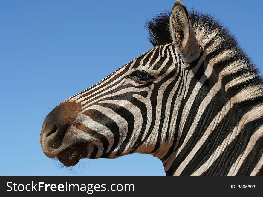 Zebra portrait with blue sky in background