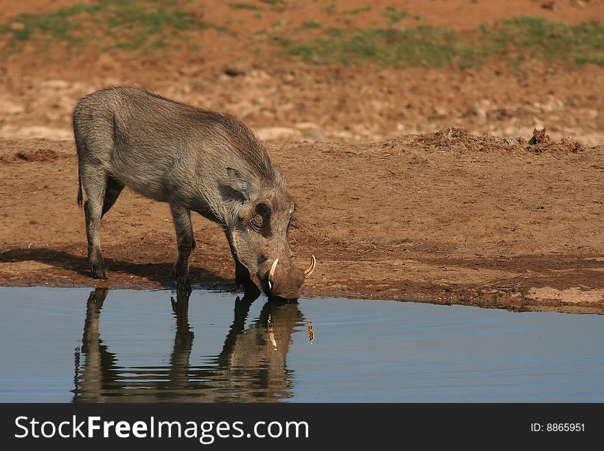 Warthog drinking at waterhole with reflection
