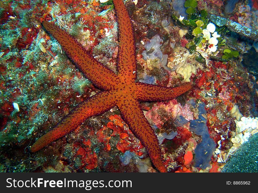 Seastar, picture shot under water. Seastar, picture shot under water