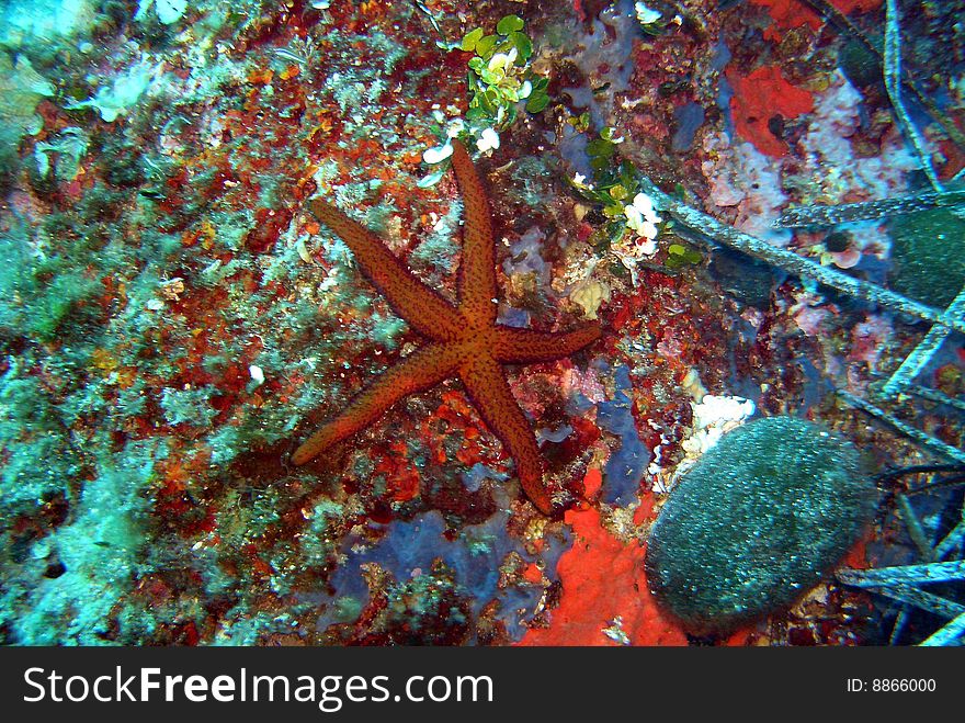 Seastar, picture shot under water. Seastar, picture shot under water