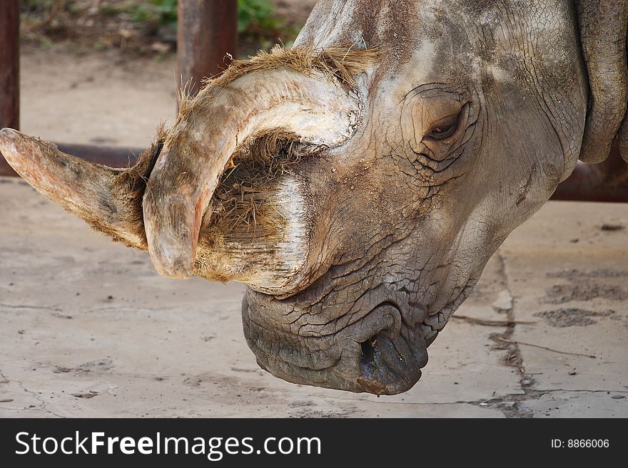 White rhinoceros