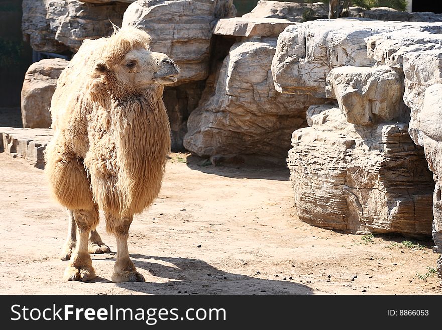 This is a wild camel