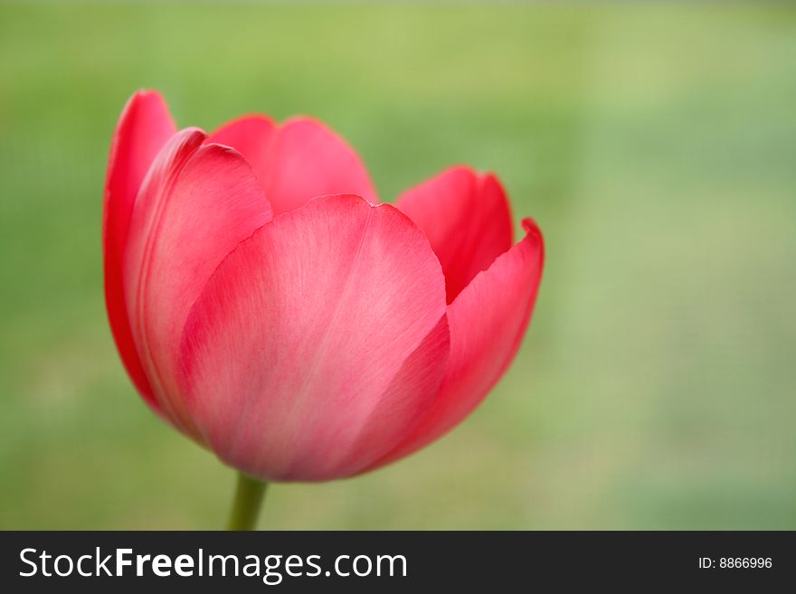One beautiful pink tulip shot with a selective focus and a shallow depth of field.