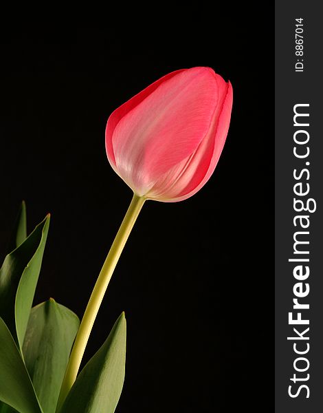 Low light image of a pink tulip isolated on a black background.