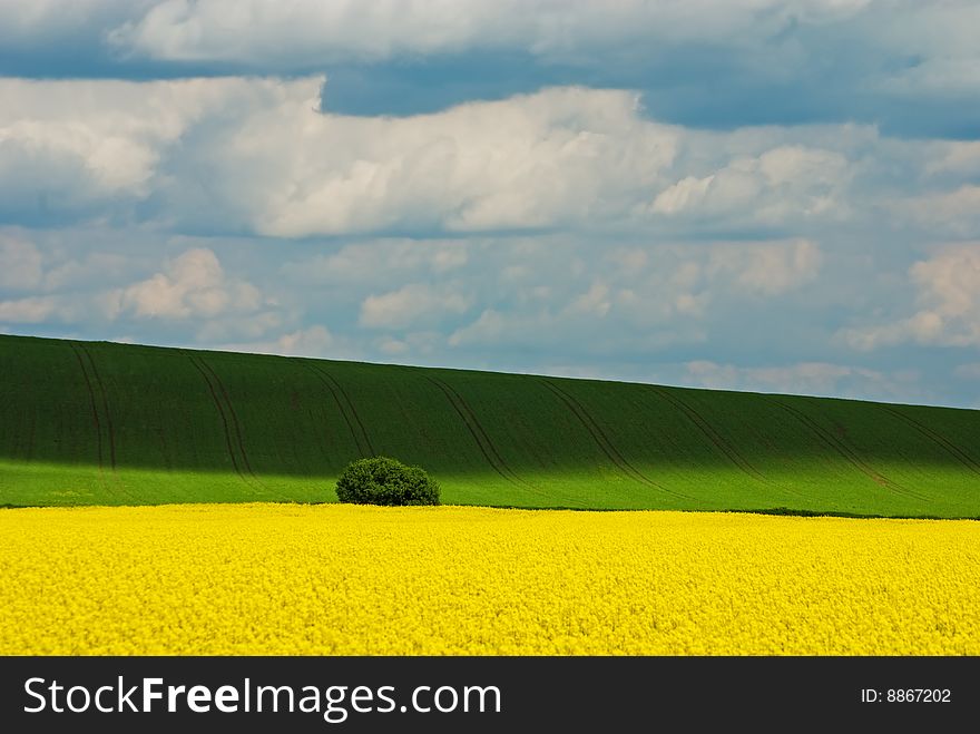 Rape field with blue sky (ideal for background)