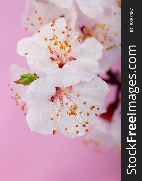Flowers of a blossoming peach