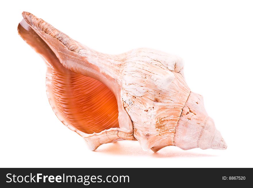 Shell isolated on the white background