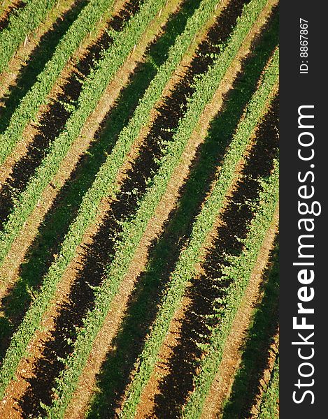 Vineyard from above in the summer