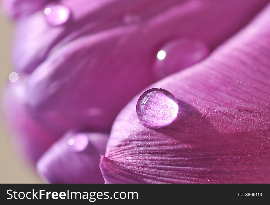 Close up of rain drops on tulip petals