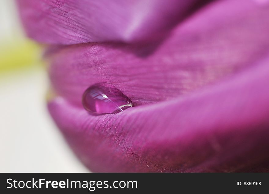Close up of rain drop on tulip petals