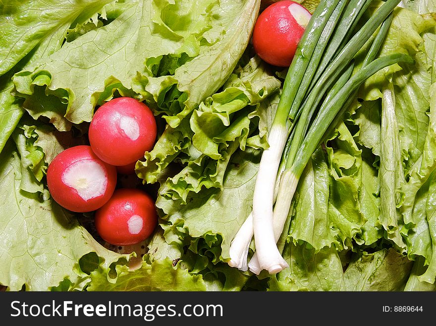 Fresh red radish on the green lettuce. Fresh red radish on the green lettuce