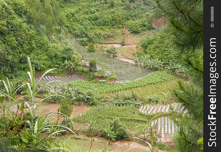 Rice Field in a Valley at Bandung Indonesia