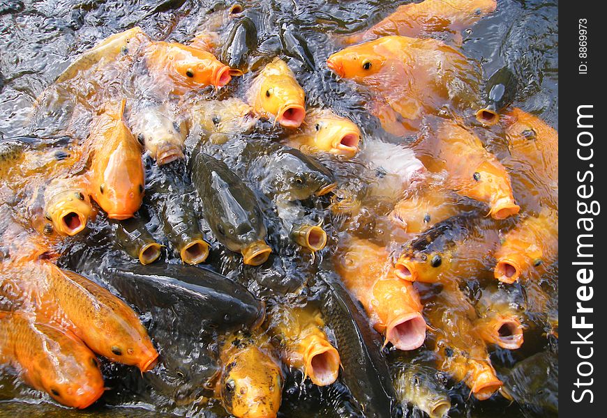 Feed an hungry golden fish