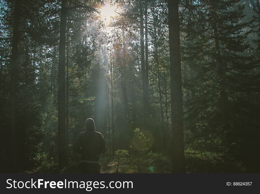 Person Walking Through A Forest