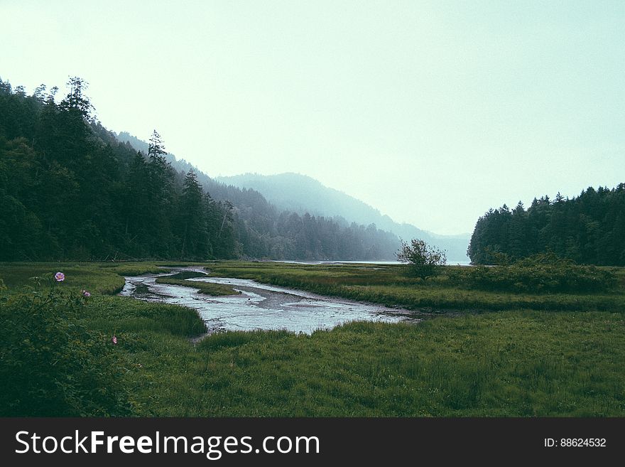 Landscape Of Forest And Lake With Pink Flowers