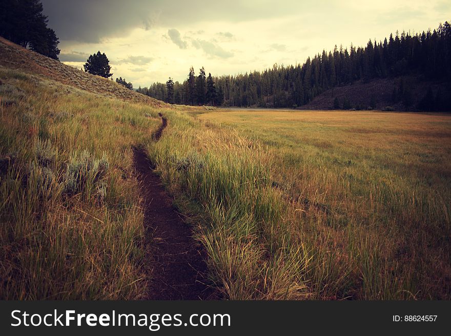 Path Through Grass In A Field Between Forests