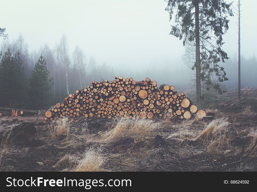 Logs From Felled Trees In A Forest