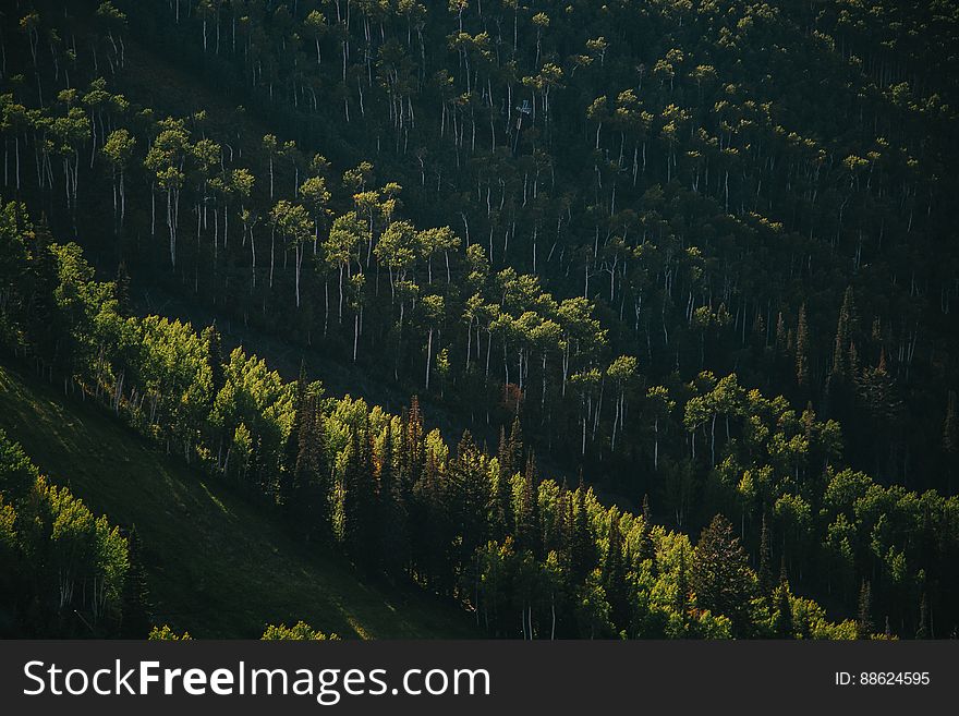 Rows Of Green Trees