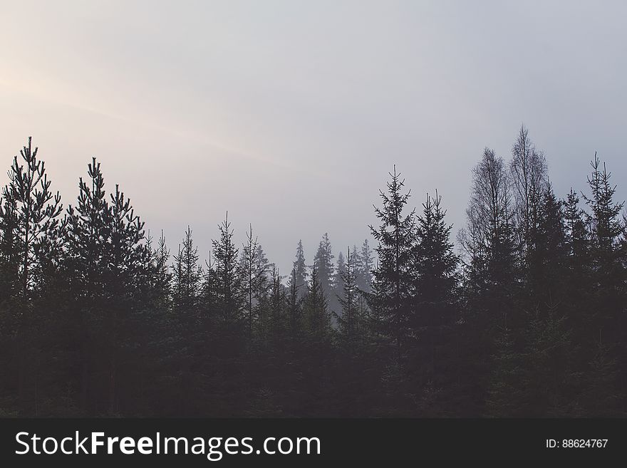 Tops Of Trees In A Forest