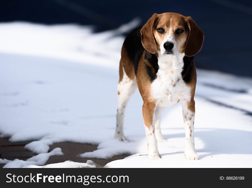 Tricolor Jack Russell Terrier Standing on Snow