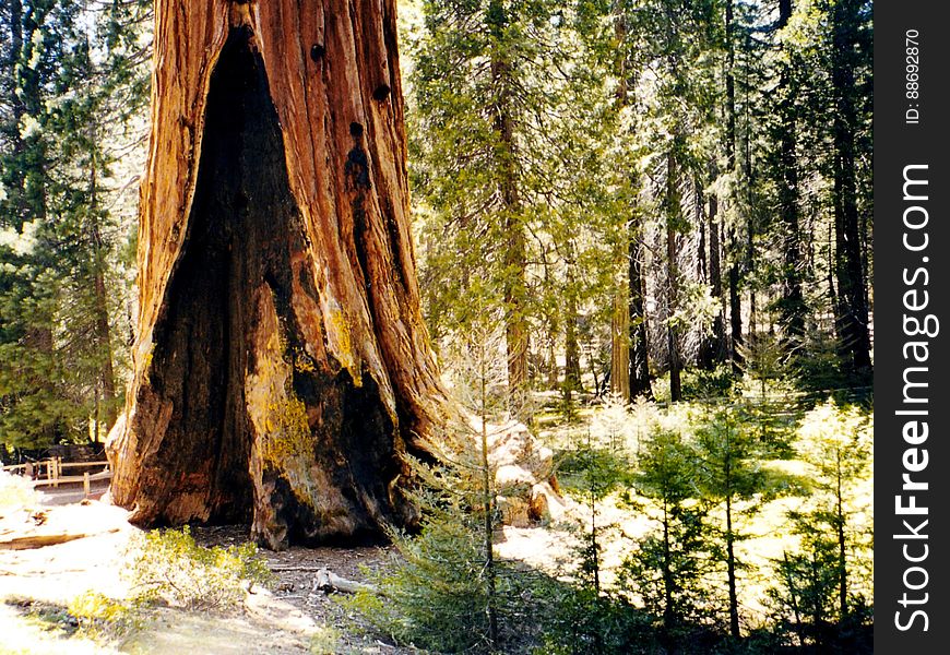 Sequoia National Forest. Sequoia National Forest