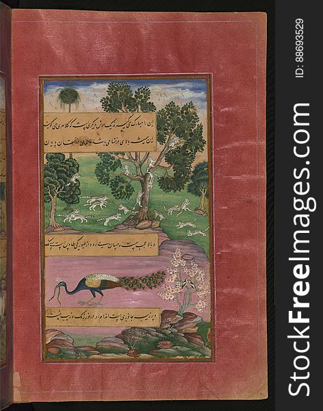Animals Of Hindustan Monkeys, Rodents And The Peacock, From Illuminated Manuscript Baburnama &x28;Memoirs Of Babur&x29;, Walters