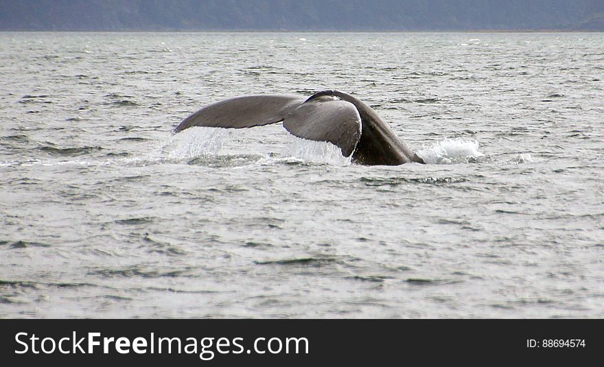 Juneau &#x28;10&#x29;