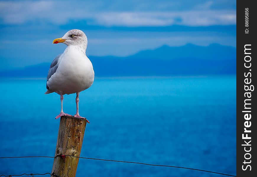 A close up of a gull on a wooden pole and the sea in the background. A close up of a gull on a wooden pole and the sea in the background.
