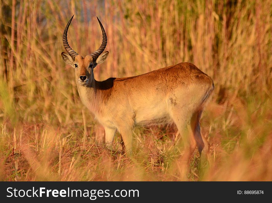 An antelope standing in tall grass in the afternoon sun. An antelope standing in tall grass in the afternoon sun.