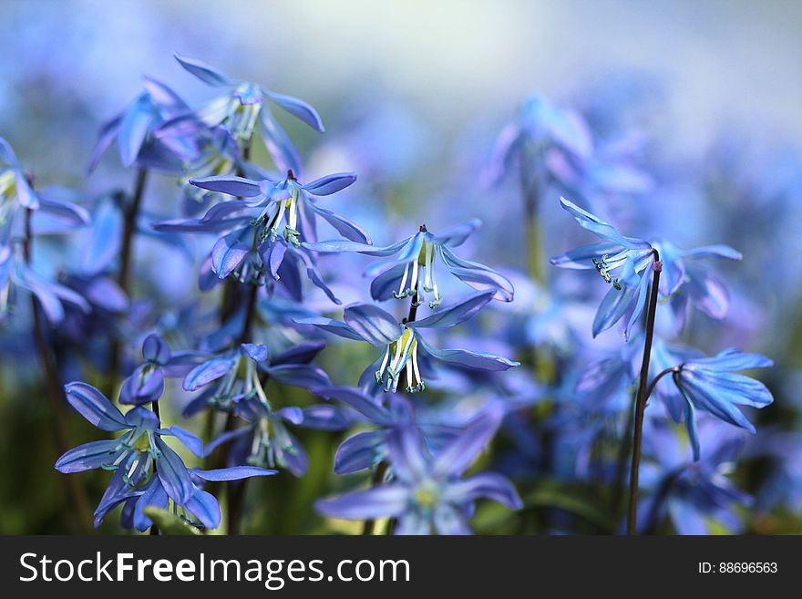 A background of violet scilla flowers in a field.