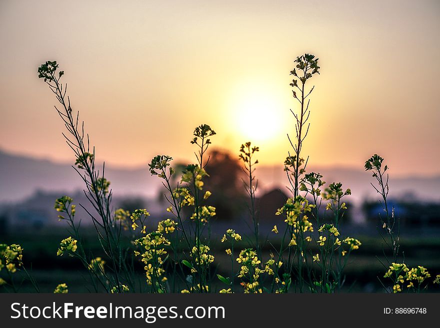Tiny yellow wildflowers in a field at sunset. Tiny yellow wildflowers in a field at sunset.