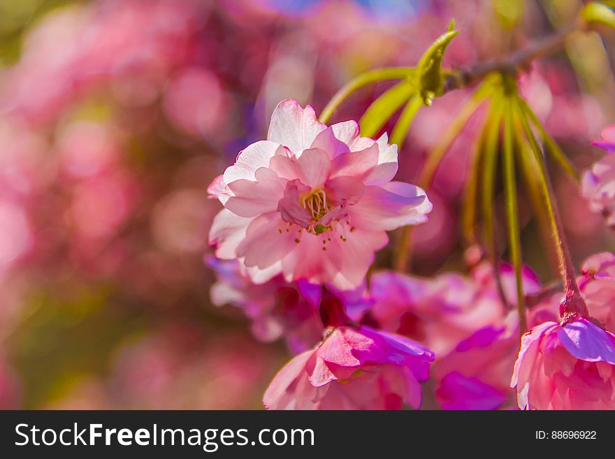 A blossoming cherry tree with pink flowers. A blossoming cherry tree with pink flowers.