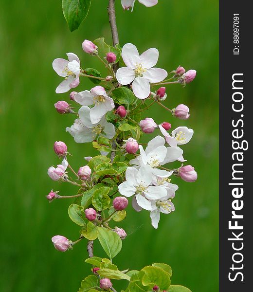 White 5 Petal Flower