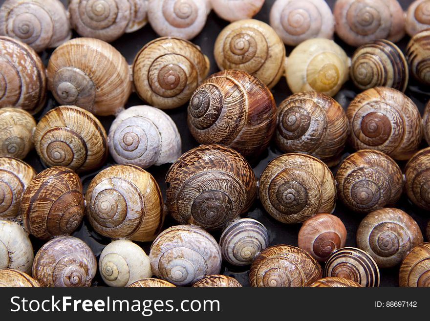 Assorted Color of Snails